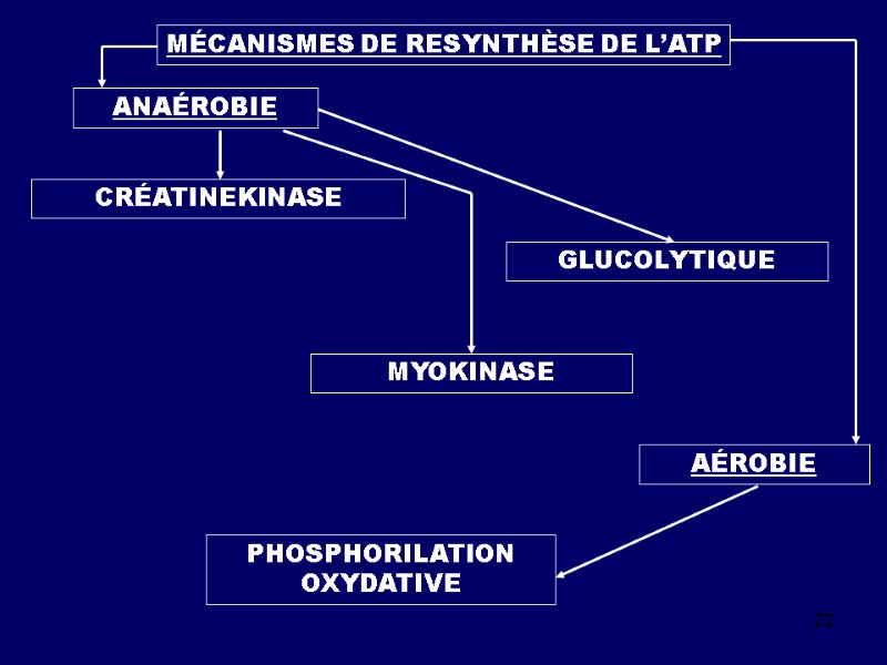 22 MÉCANISMES DE RESYNTHÈSE DE L’ATP ANAÉROBIE AÉROBIE CRÉATINEKINASE MYOKINASE PHOSPHORILATION OXYDATIVE GLUCOLYTIQUE